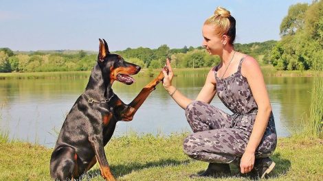 Doberman caine de paza