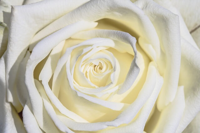 Semnificatie trandafiri albi