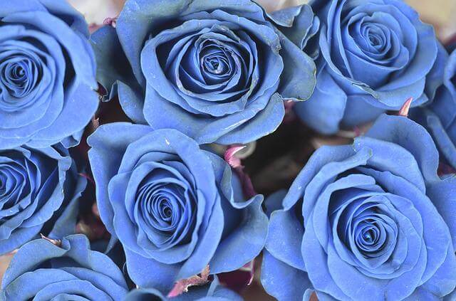 Simbolism trandafiri albastri