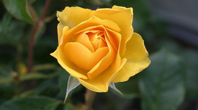 Trandafir galben ce simbolizeaza