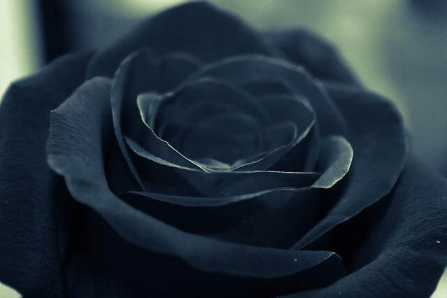 Trandafiri negri